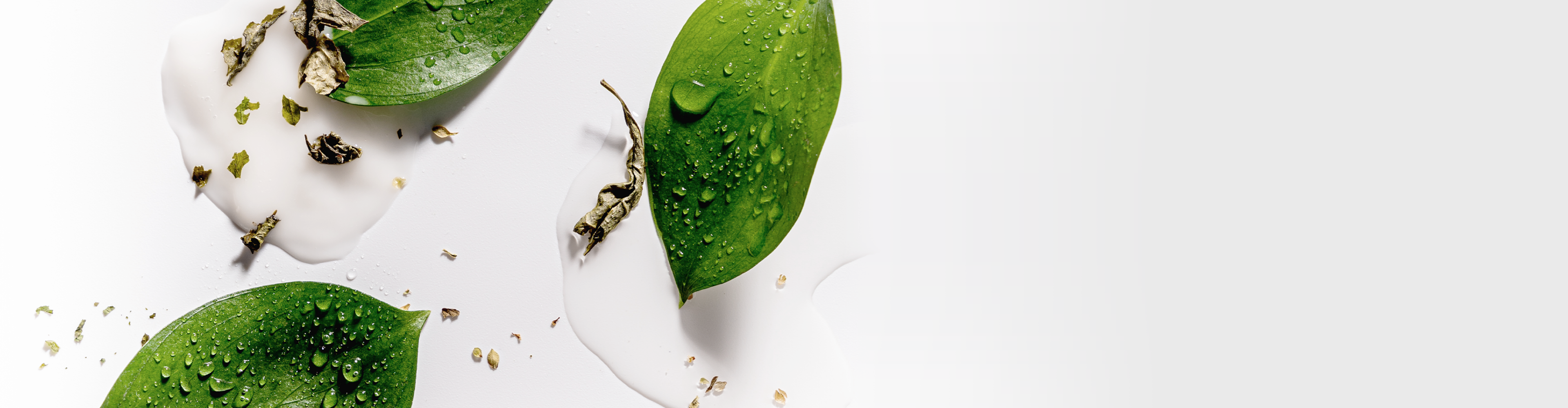 호습(HOSB)의 흰 앰플 제형 위에 놓인 물방물 맺힌 초록 잎사귀